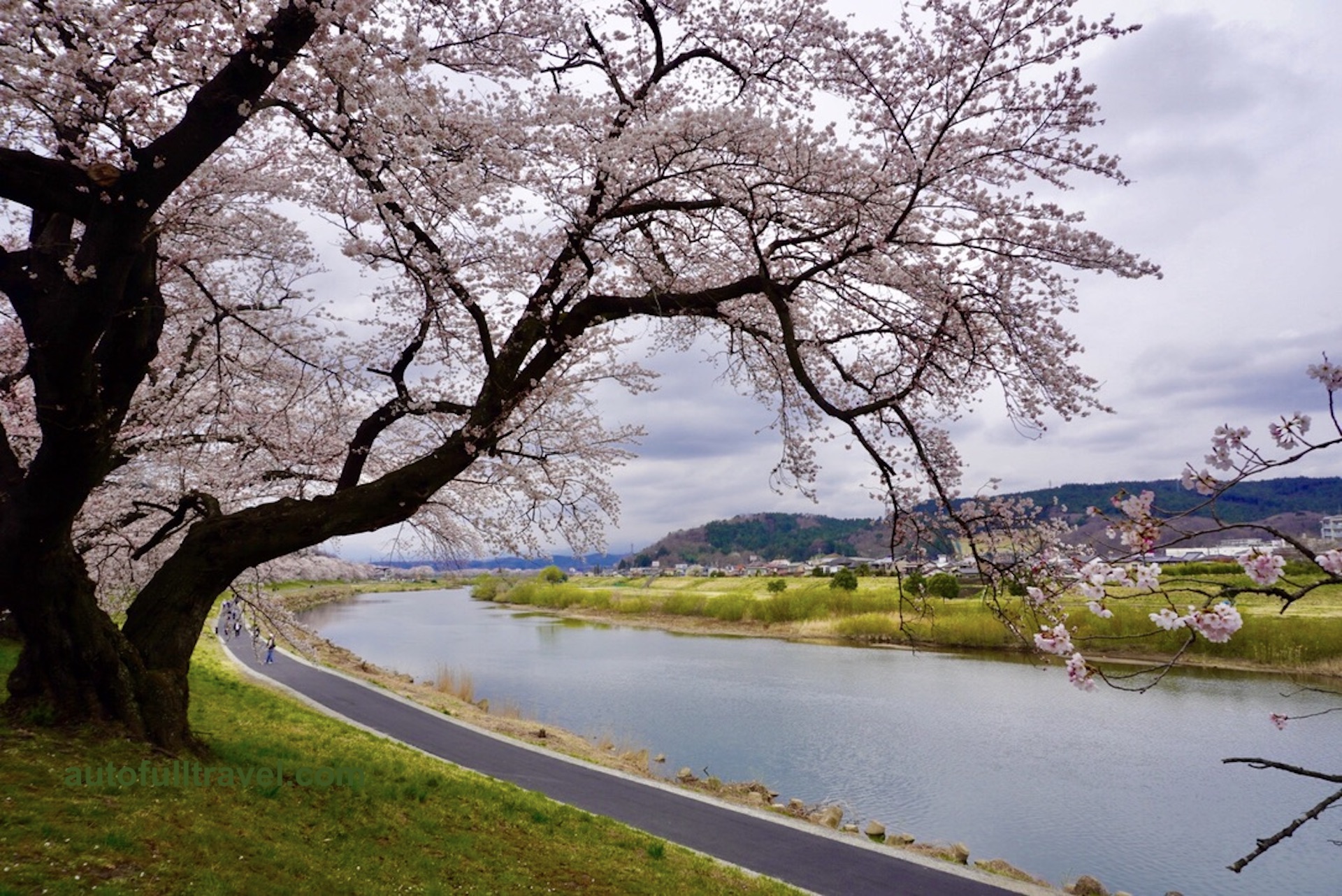 ชมซากุระ Shiroishi Riverside นั่งรถรางกราบไหว้เจ้าแม่กวนอิม ที่เซนได